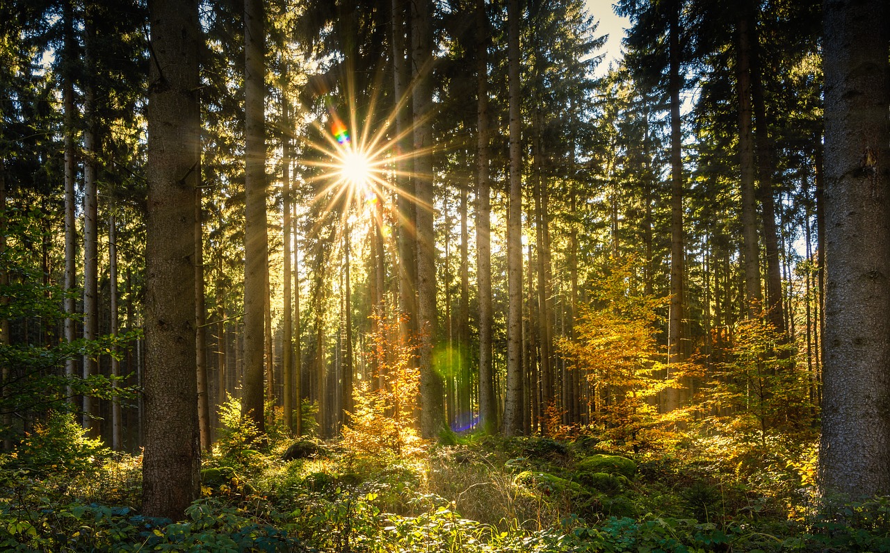 Image - forest sun sunbeam autumn