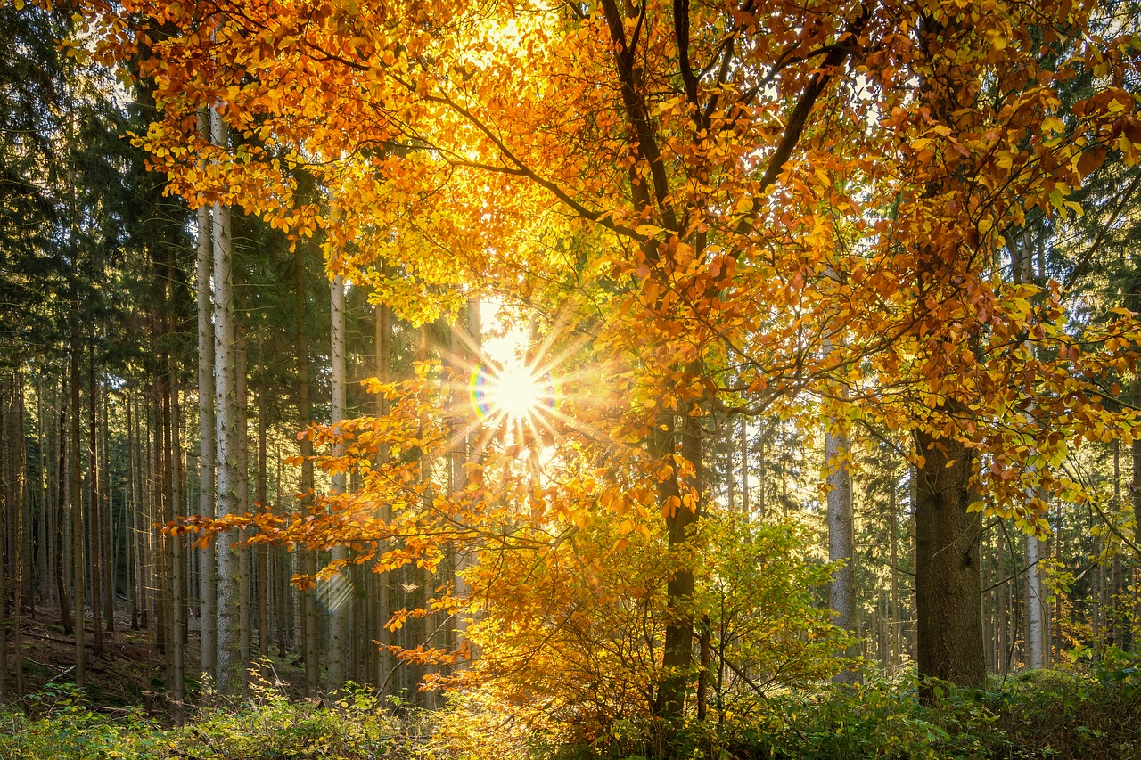 Image - forest sun sunbeam autumn