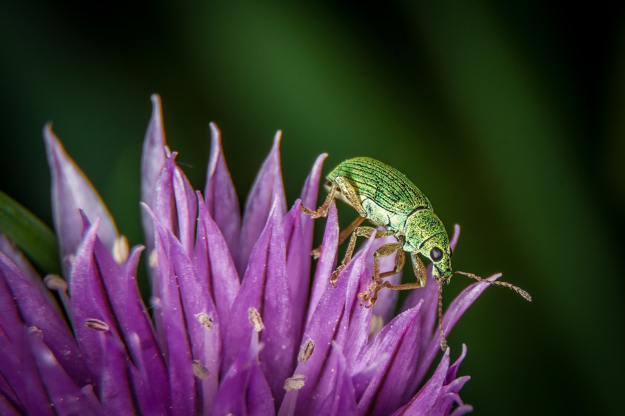 Image - beetle macro green chives blossom