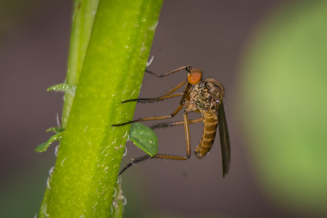 Image - fly macro public record insect