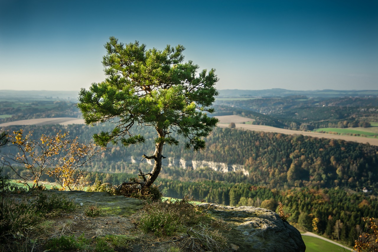 Image - pine tree alone rock