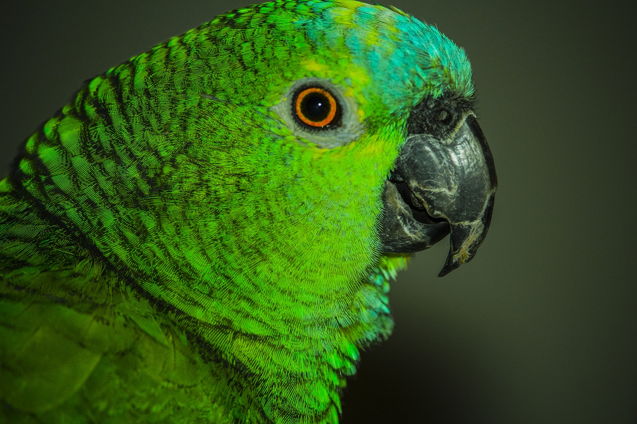 Image - parrot birdie bird laurel nature