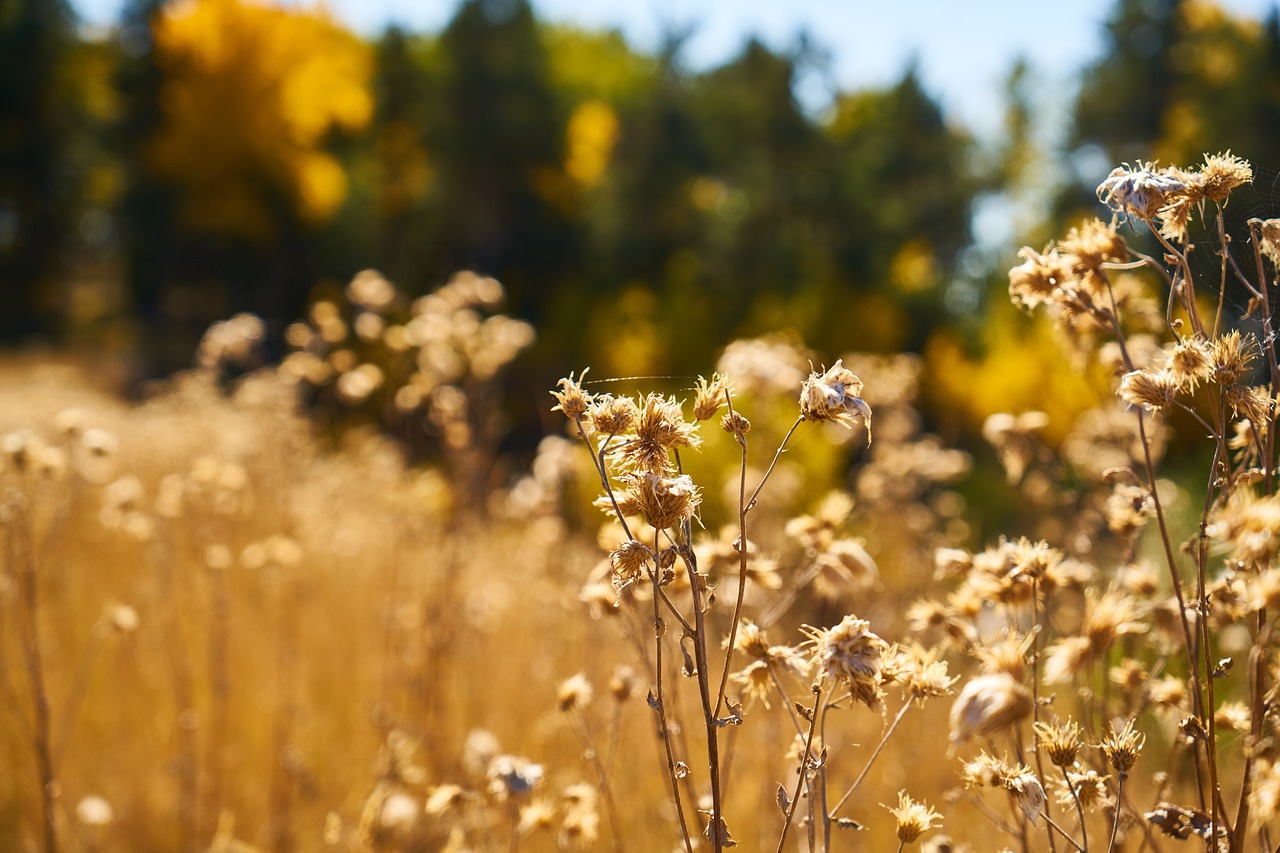 Image - plant dry leaves dea yellow