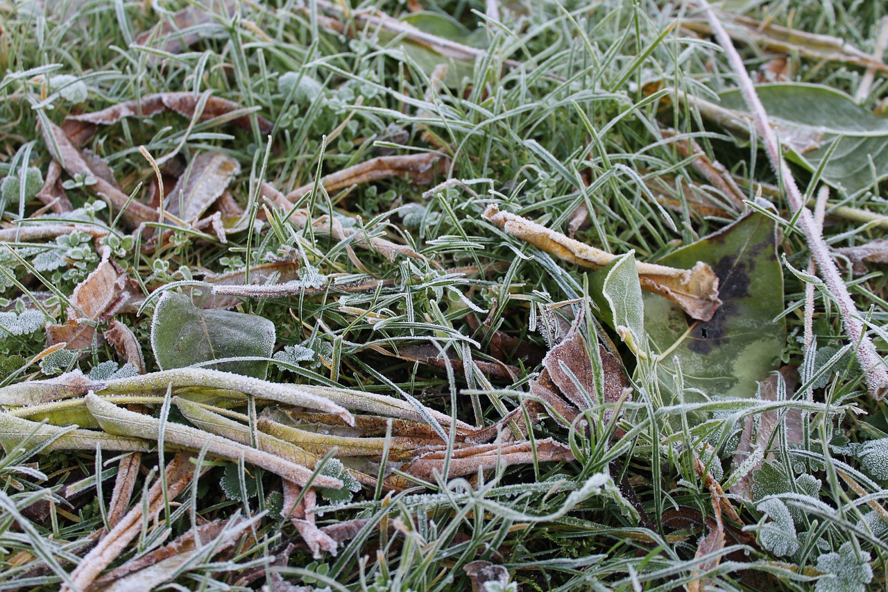 Image - ground frost frost november morning