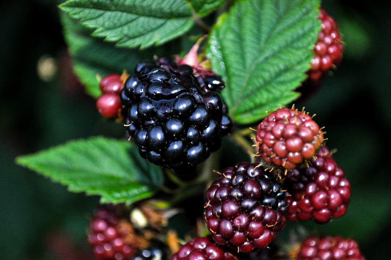 Image - nature blackberries sad small fruit