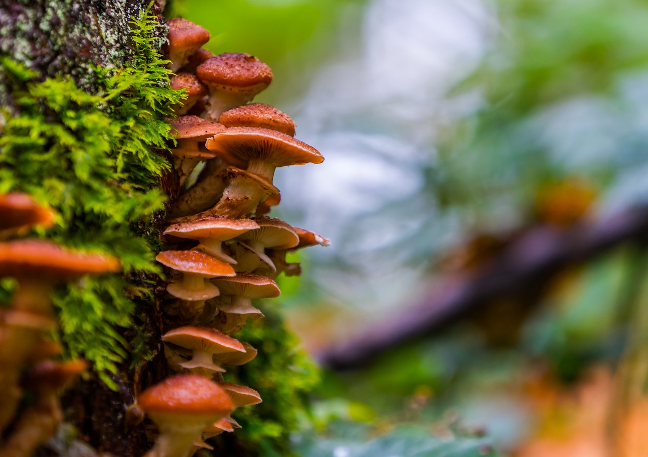 Image - autumn background mushrooms