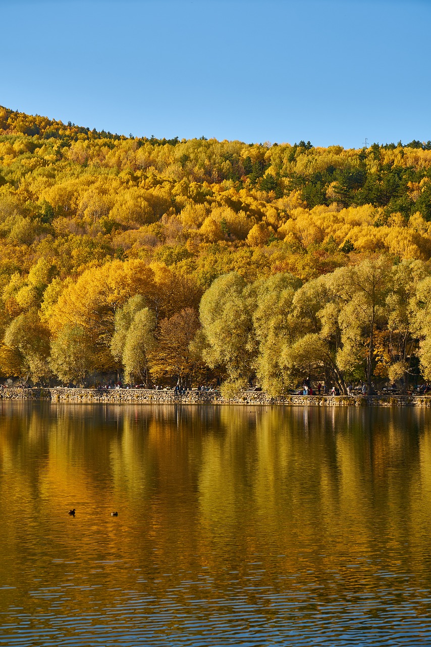 Image - autumn trees lake autumn flowers