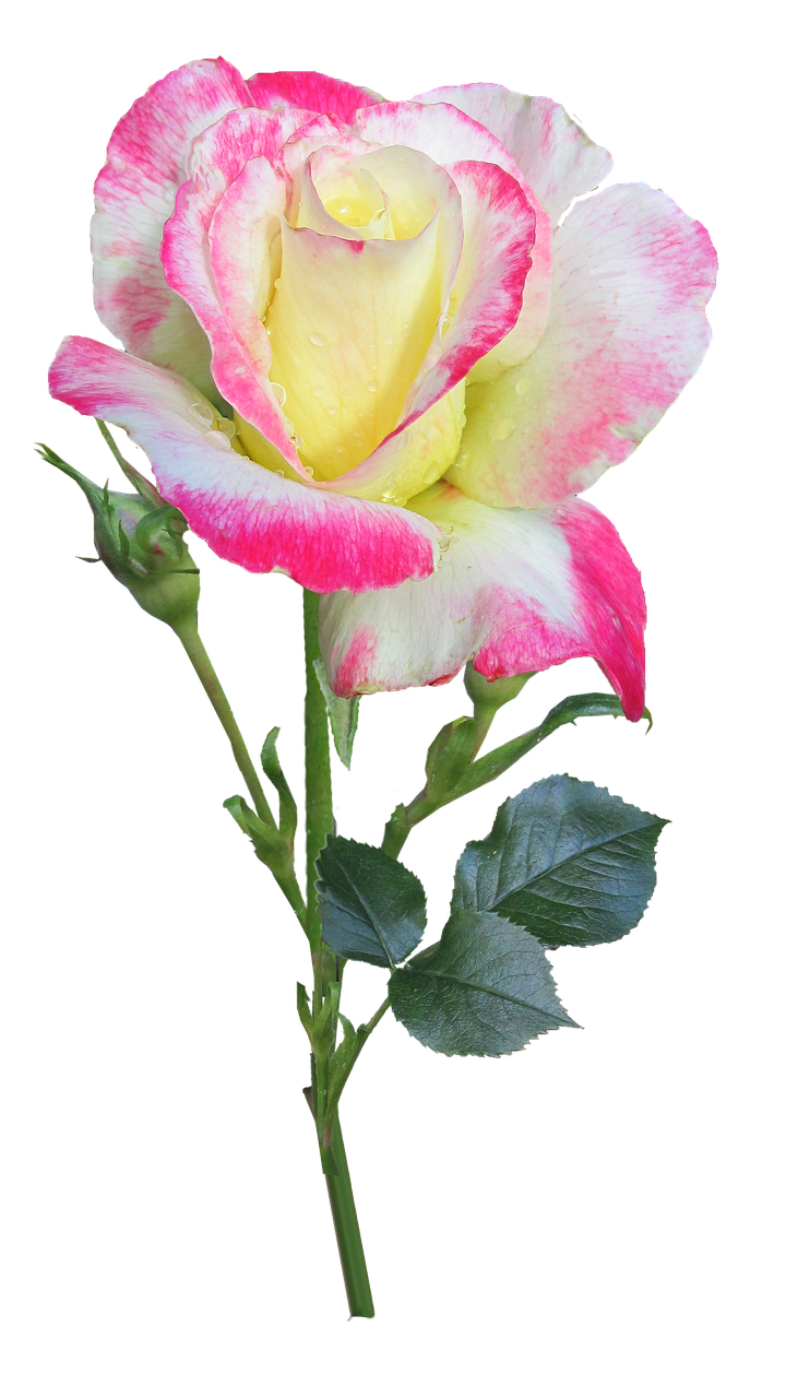 Image - rose stem double delight