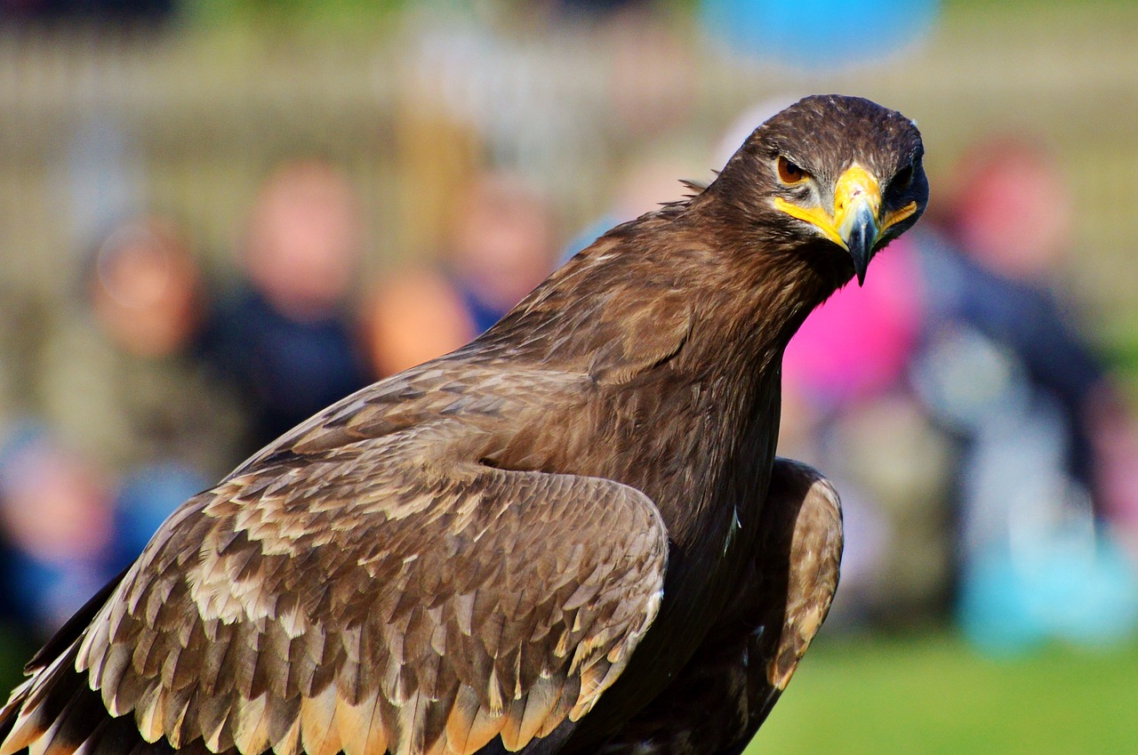 Image - adler bird of prey raptor bird