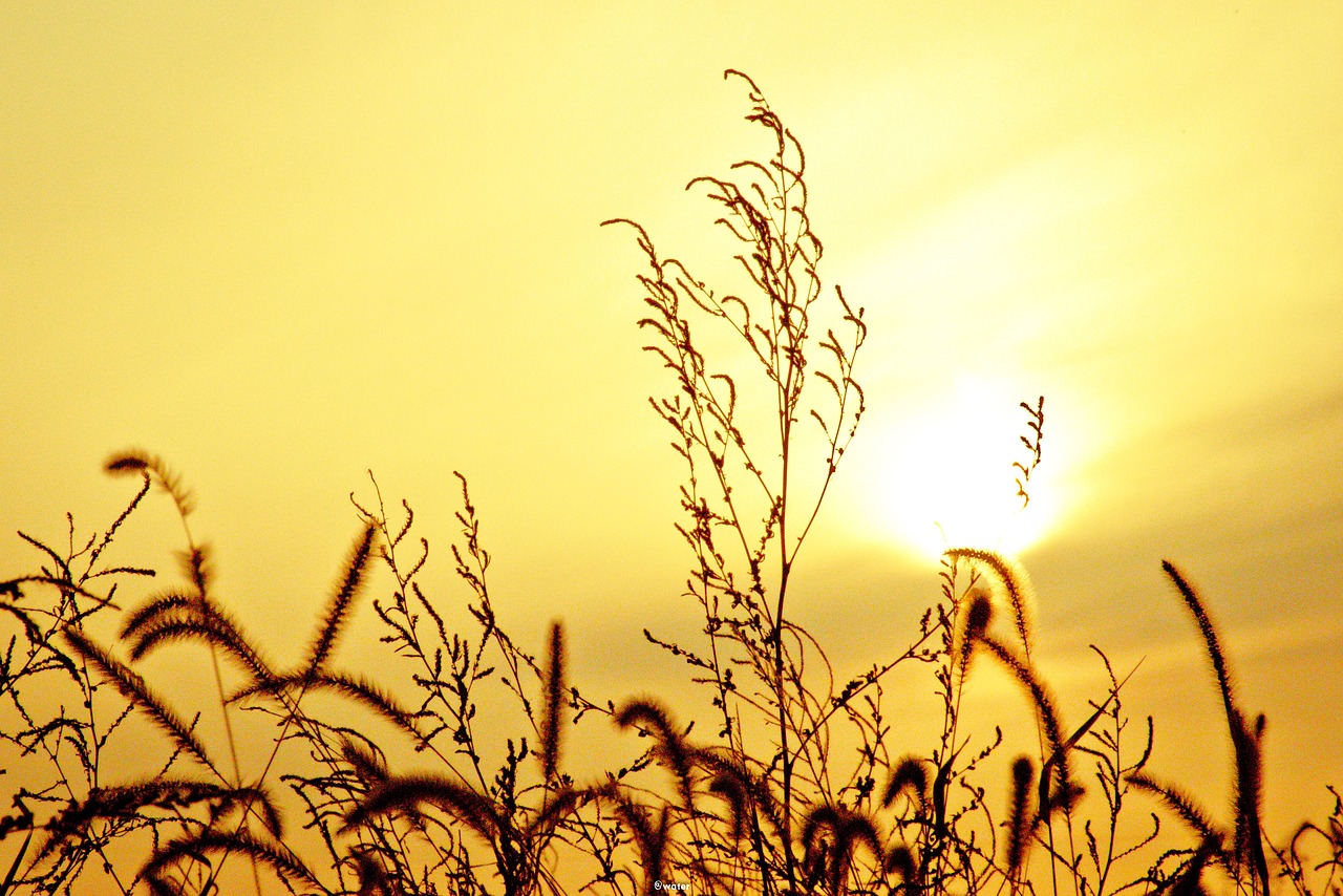 Image - autumn sunset rice