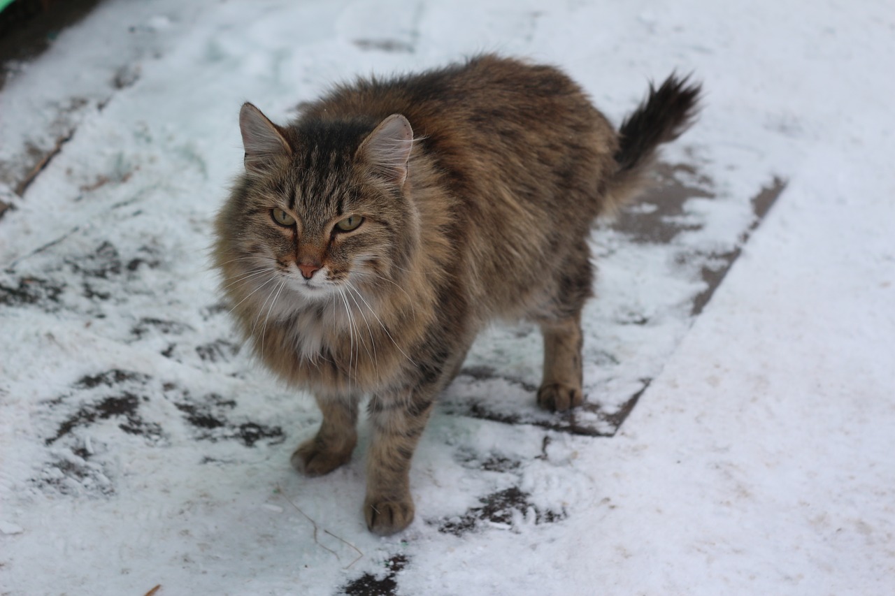 Image - cat siberian cats snow pets