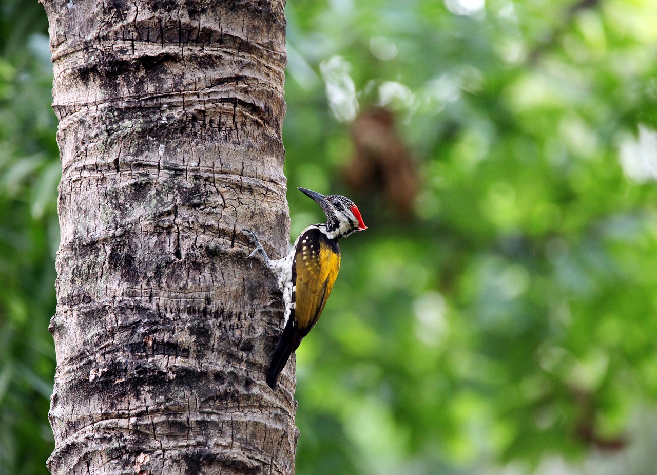 Image - wood bird nature tree wild nest