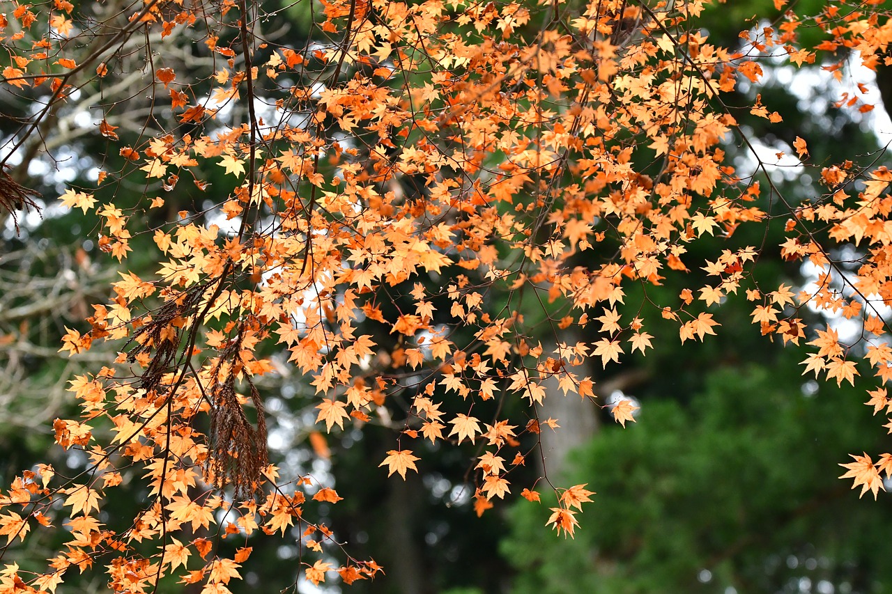 Image - autumn autumnal leaves maple cold