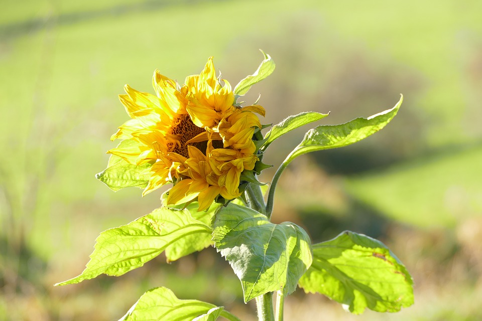 Image - nature leaf flora flower summer