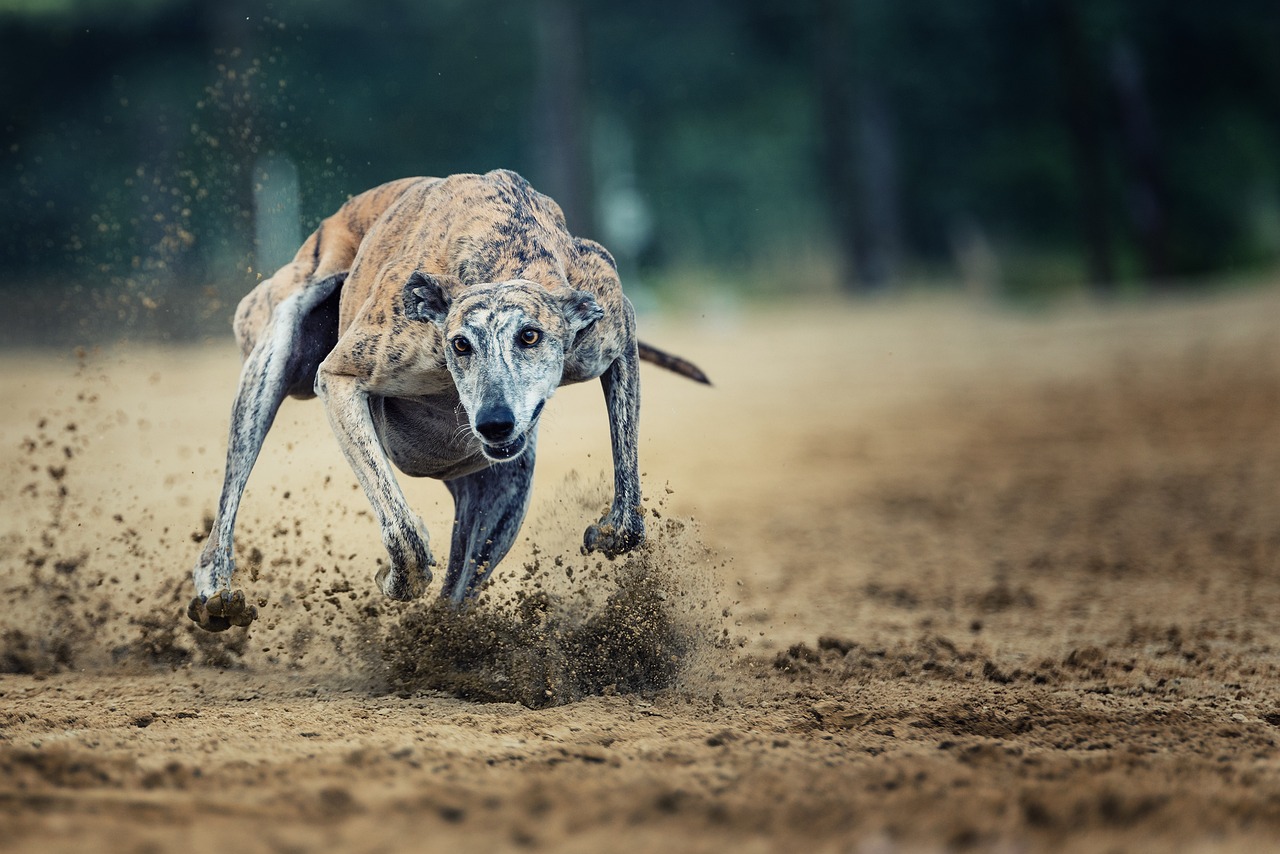 Image - action racecourse race sport