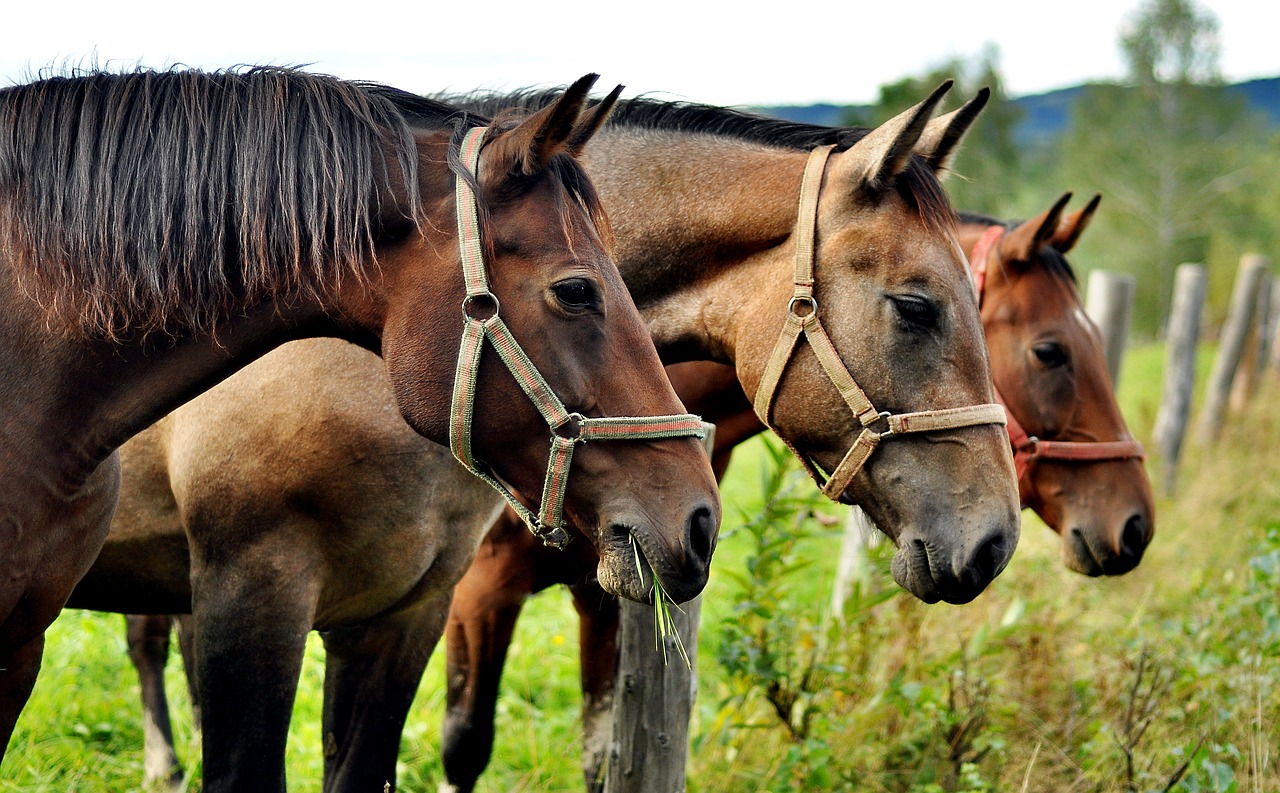 Image - horses animals the horse nature