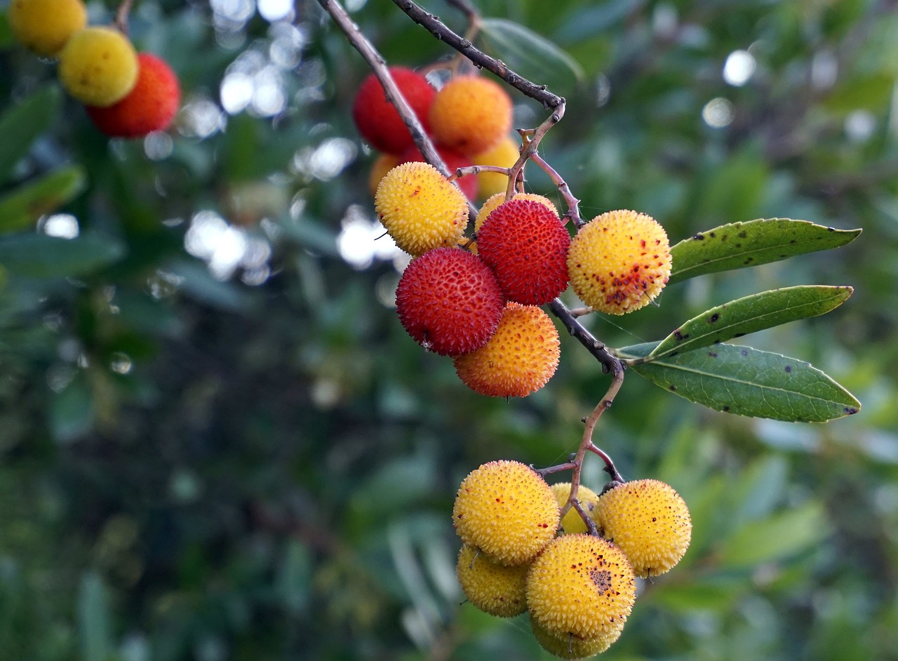 Image - fruits wild berries nature red