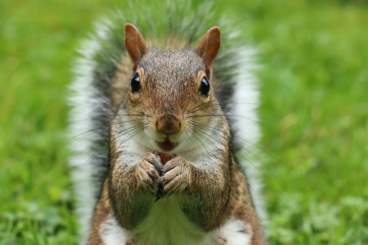 Image - squirrel sciurus carolinensis