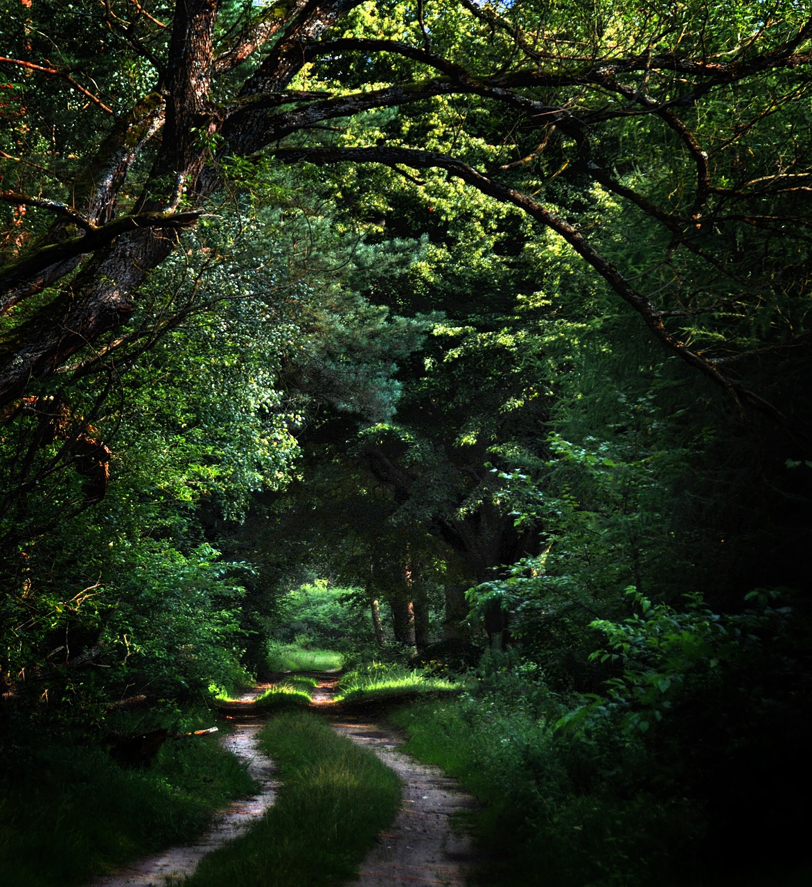 Image - forest way trail dark tree