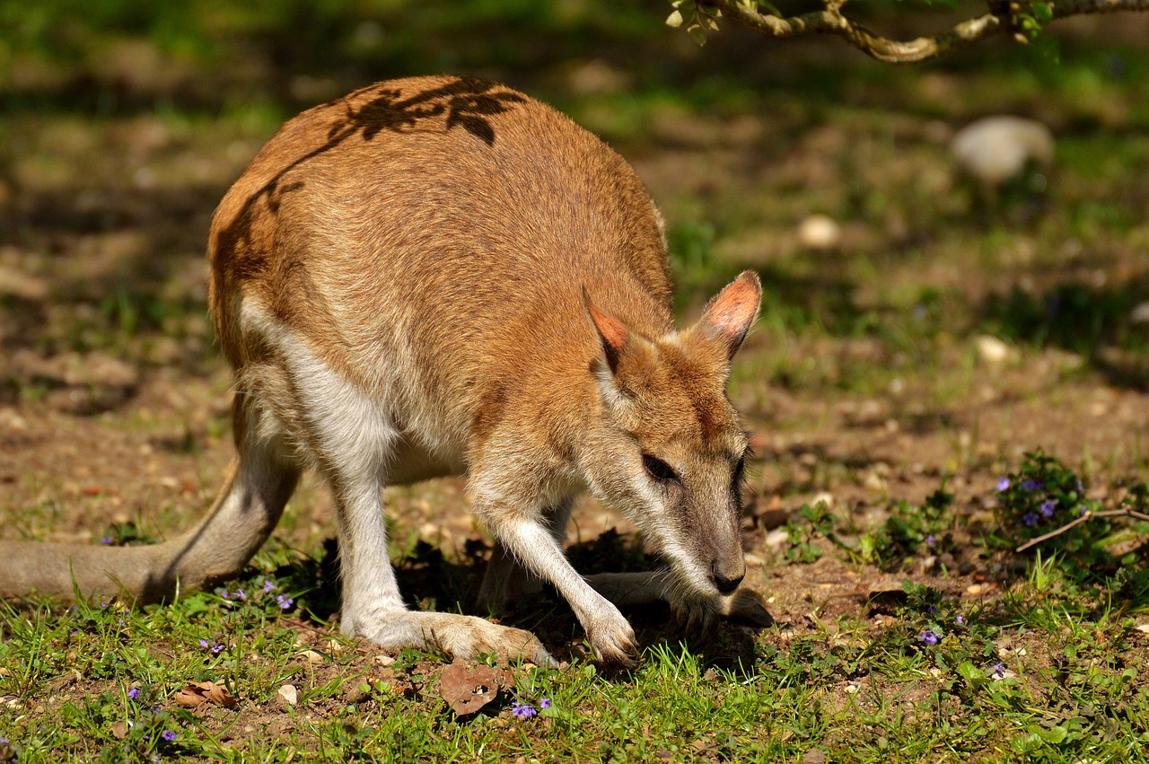 Image - kangaroo wild animal animal