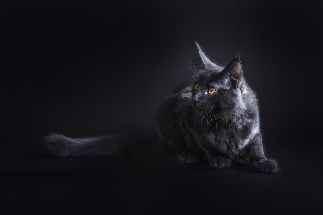 Image - cat black pet crampon maine coon