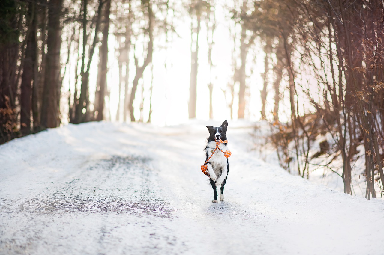 Image - dog borderkolie winter nature