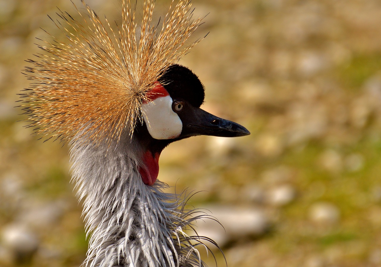 Image - grey crowned crane