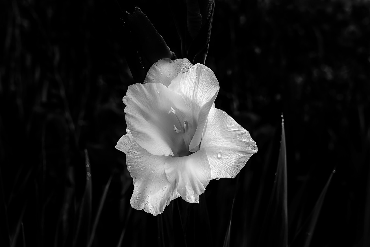 Image - gladiolus nature blossom bloom