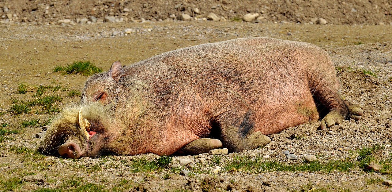 Image - boar sleep relaxed concerns wild