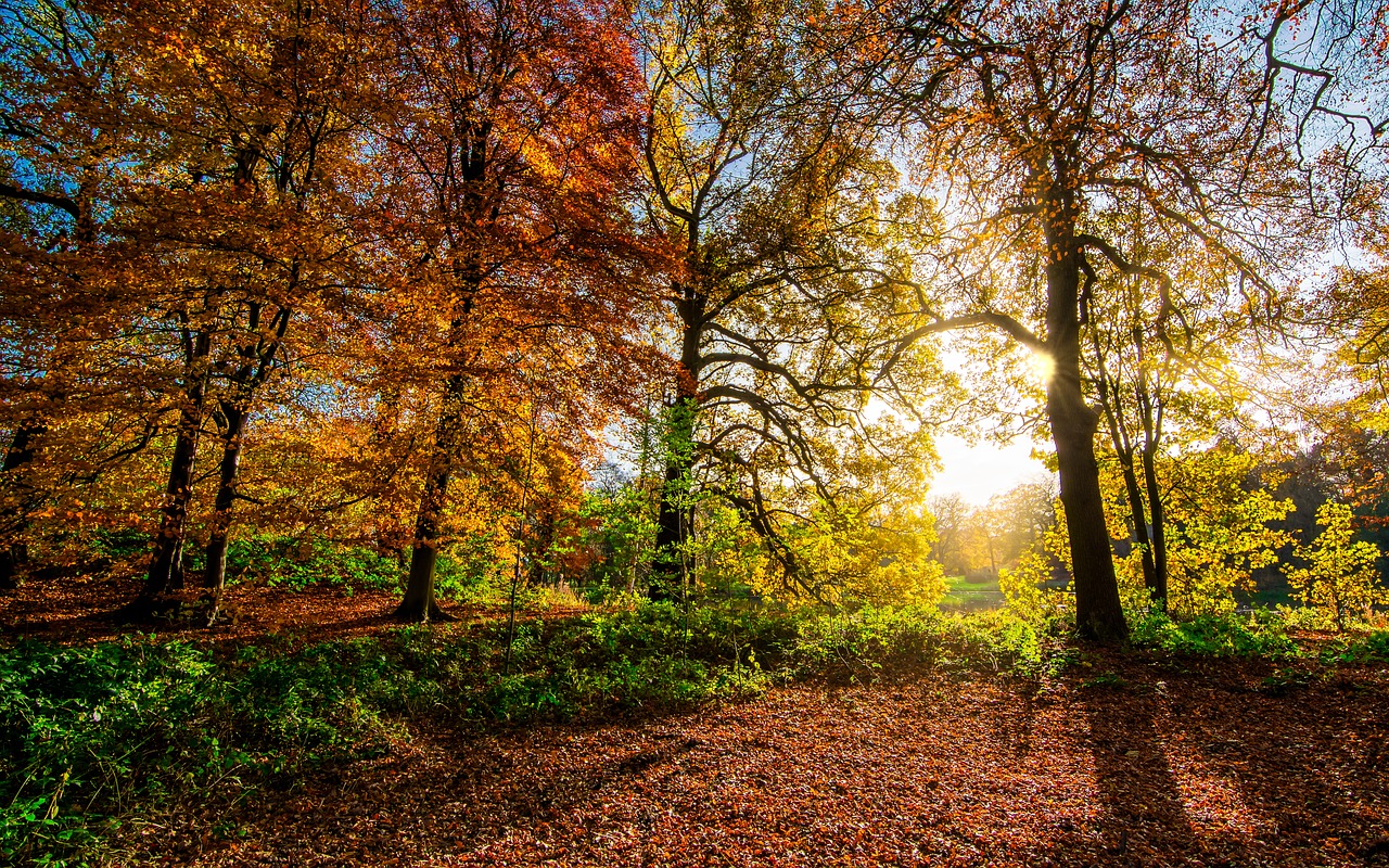 Image - autumn leaves fall leaves sunrays