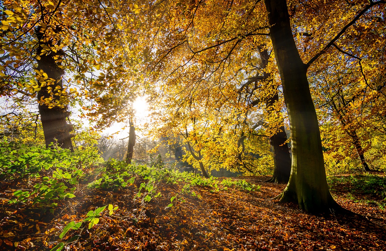 Image - autumn leaves fall leaves sunrays