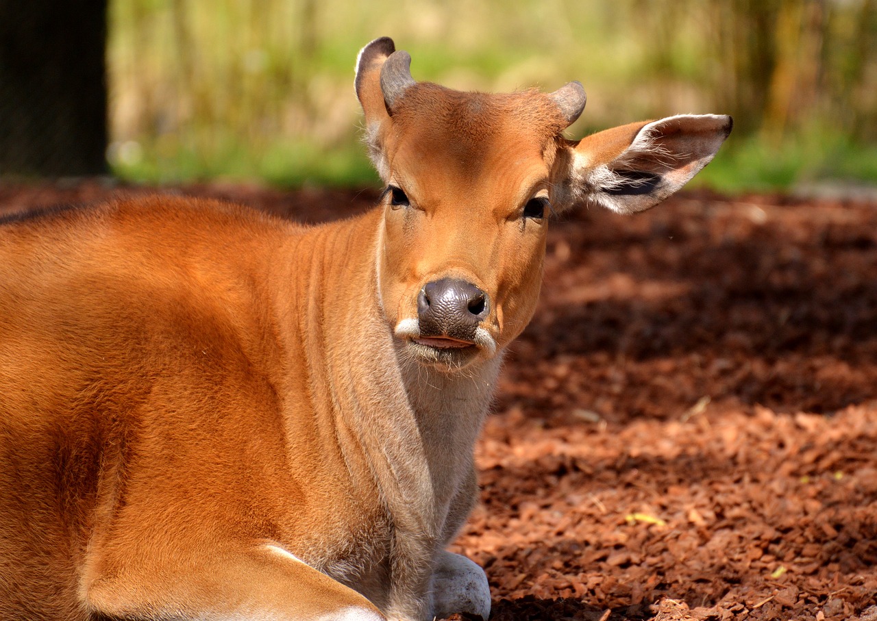 Image - banteng beef animal wild animal