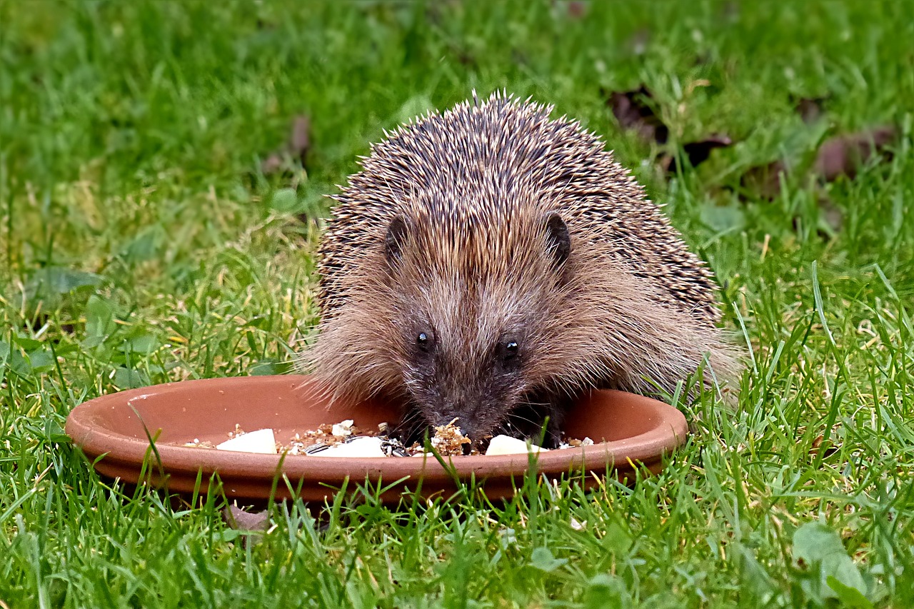 Image - animal hedgehog mammal rodent