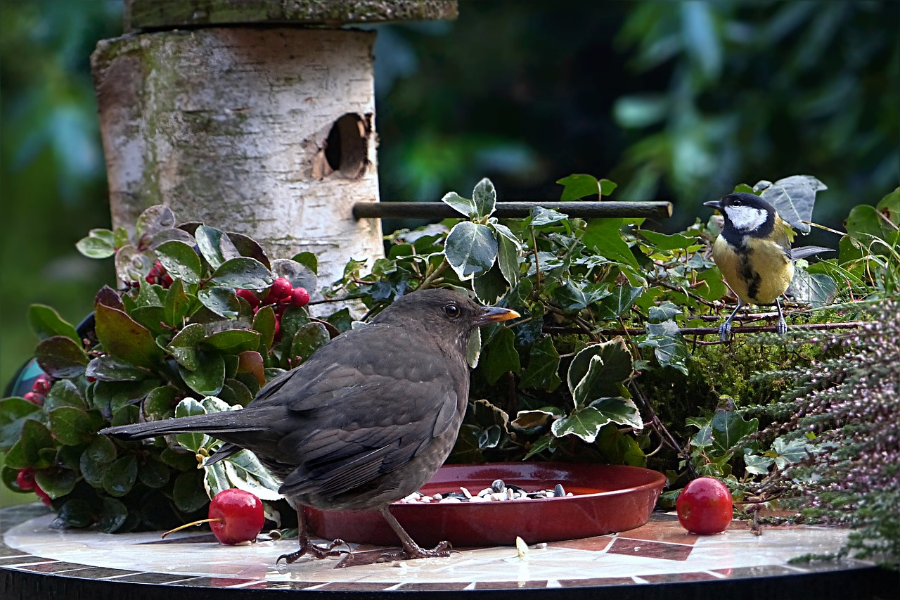 Image - animal bird blackbird turdus merola