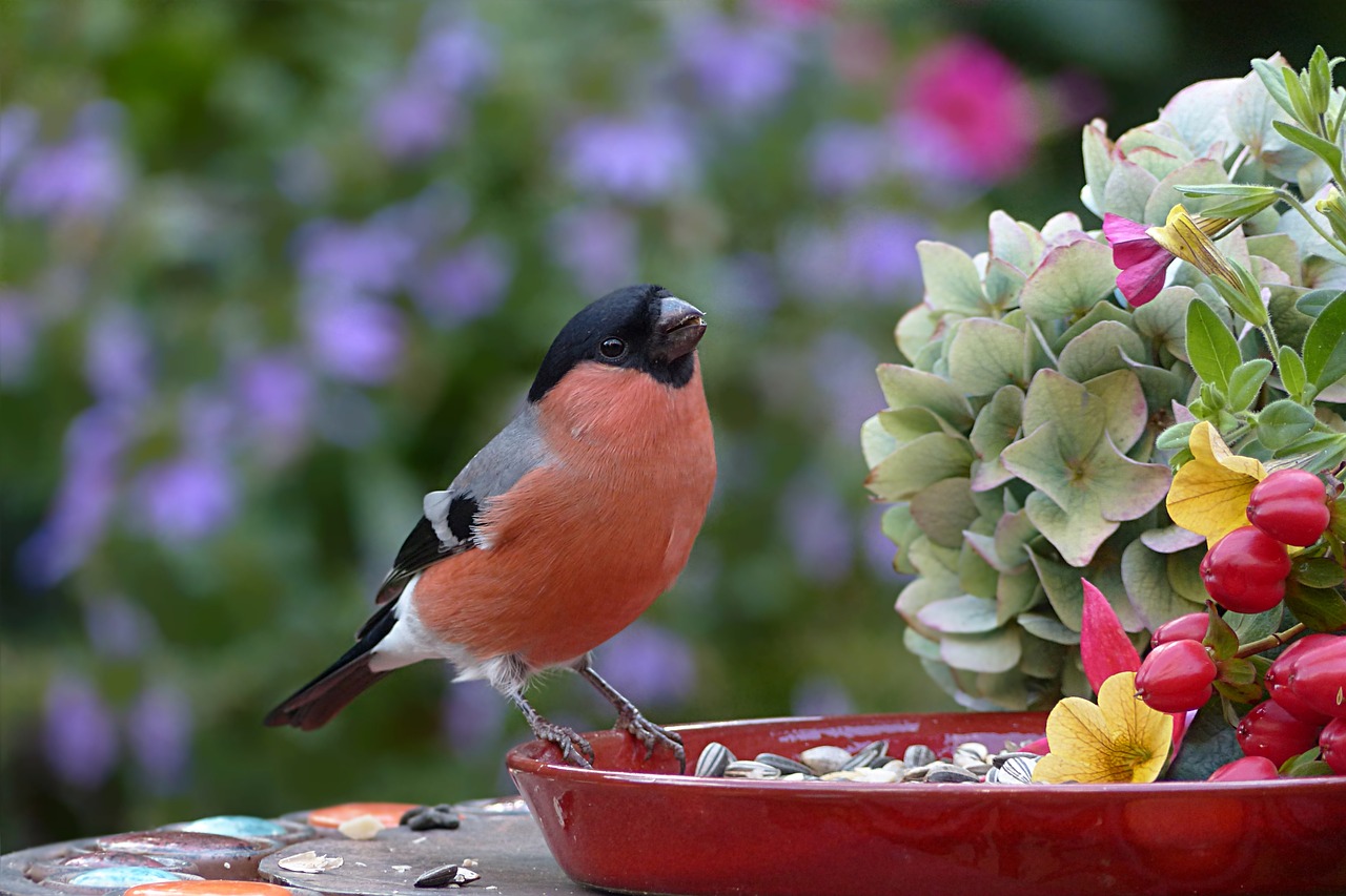 Image - animal bird bullfinch male