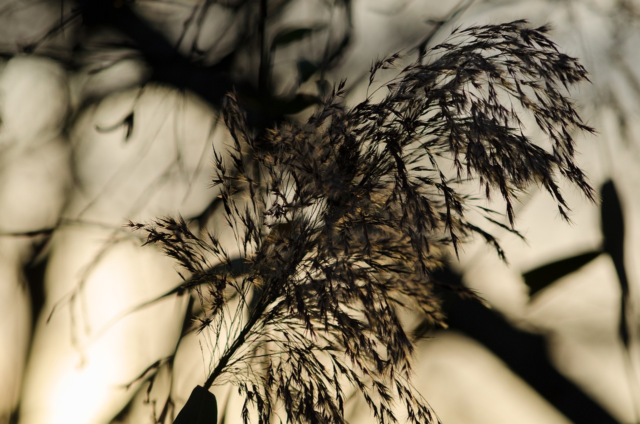 Image - reed nature grass grasses plant