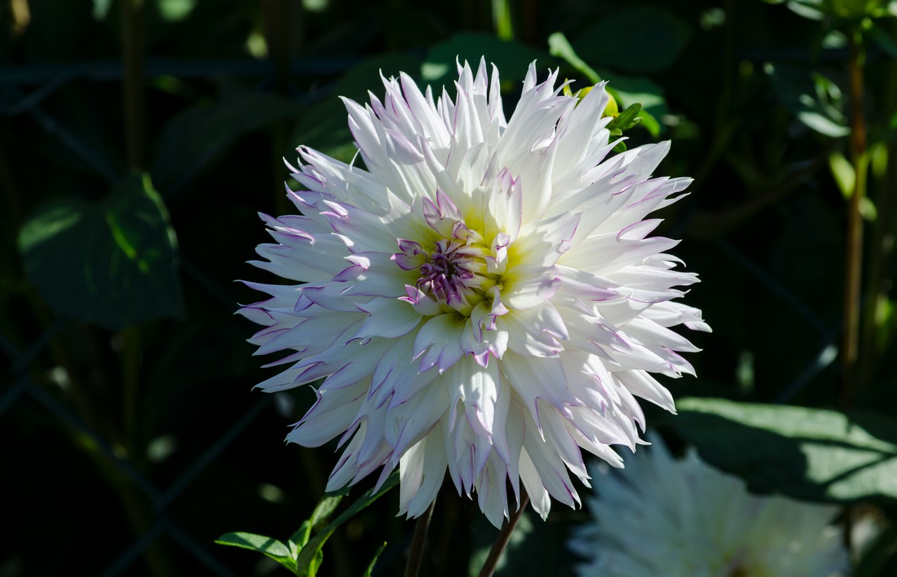 Image - dahlia blossom bloom dahlia garden