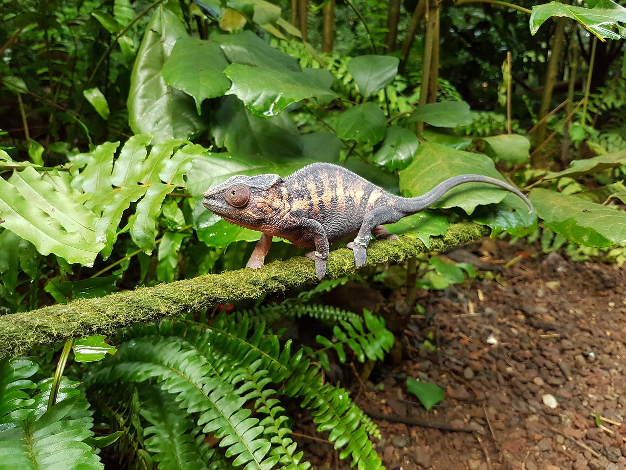 Image - chameleon rainforest zoo branch