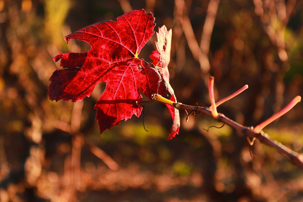 Image - leaf vine provence