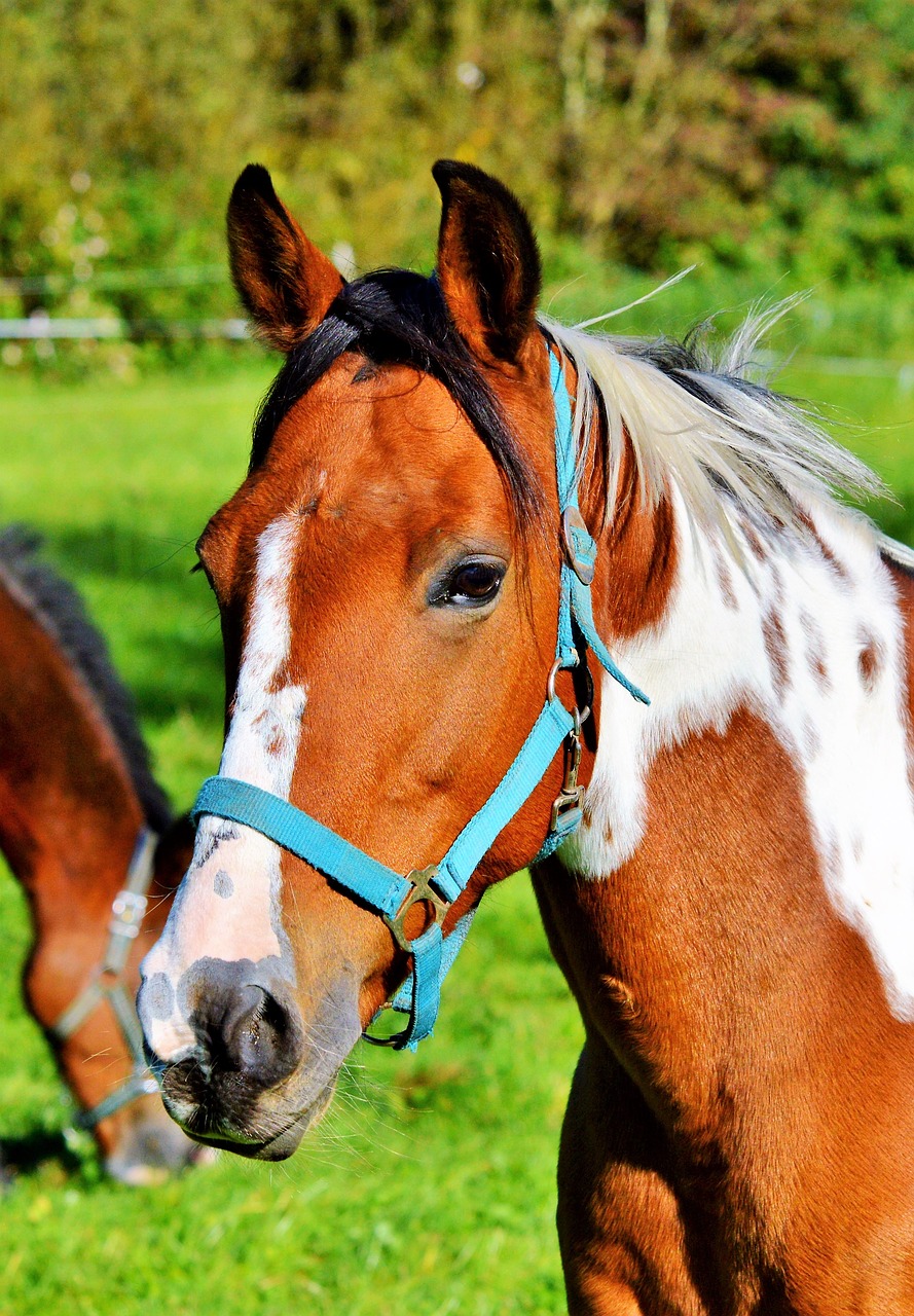 Image - horse ride reiter equestrian