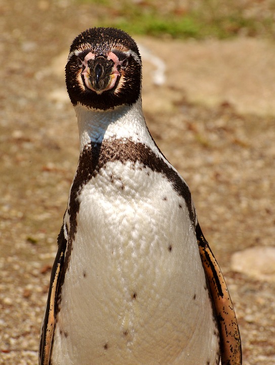 Image - penguin animal animal world