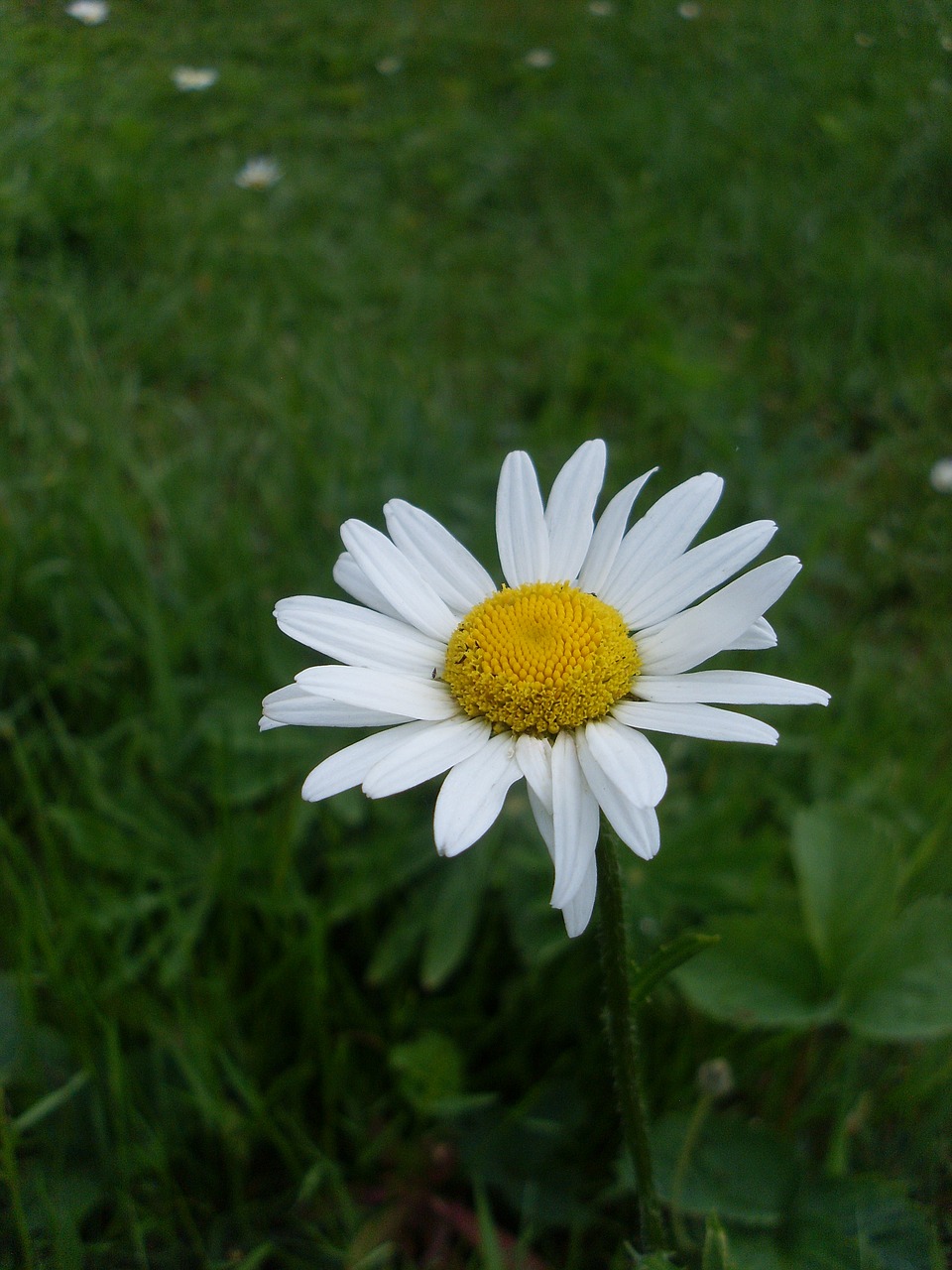 Image - flower daisy bloom summer closeup