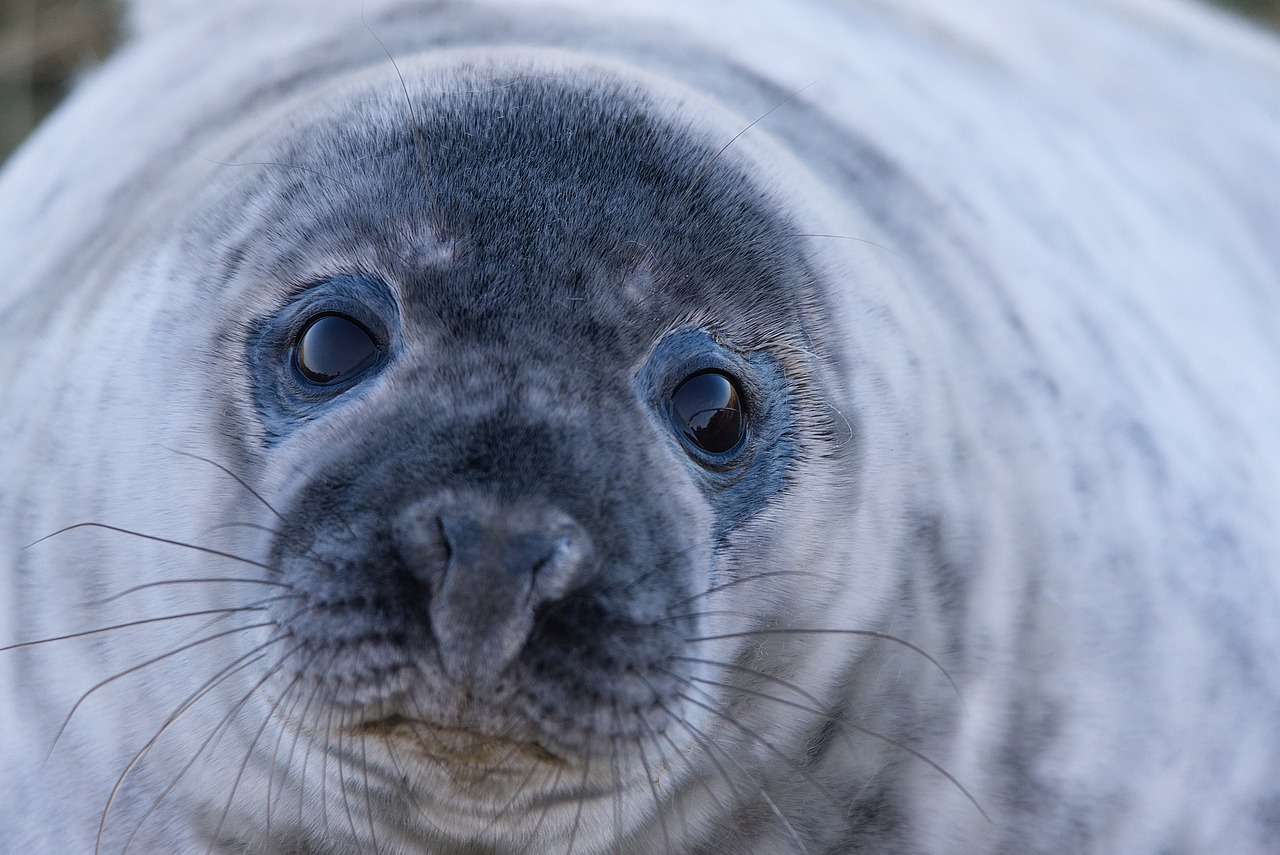 Image - seal grey seal wild wildlife