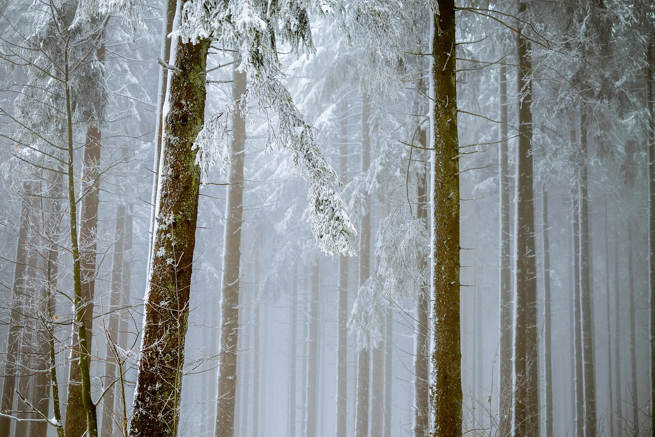 Image - forest fog trees firs snowy snow