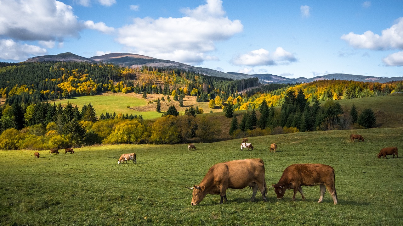 Image - autumn nature cows golden autumn