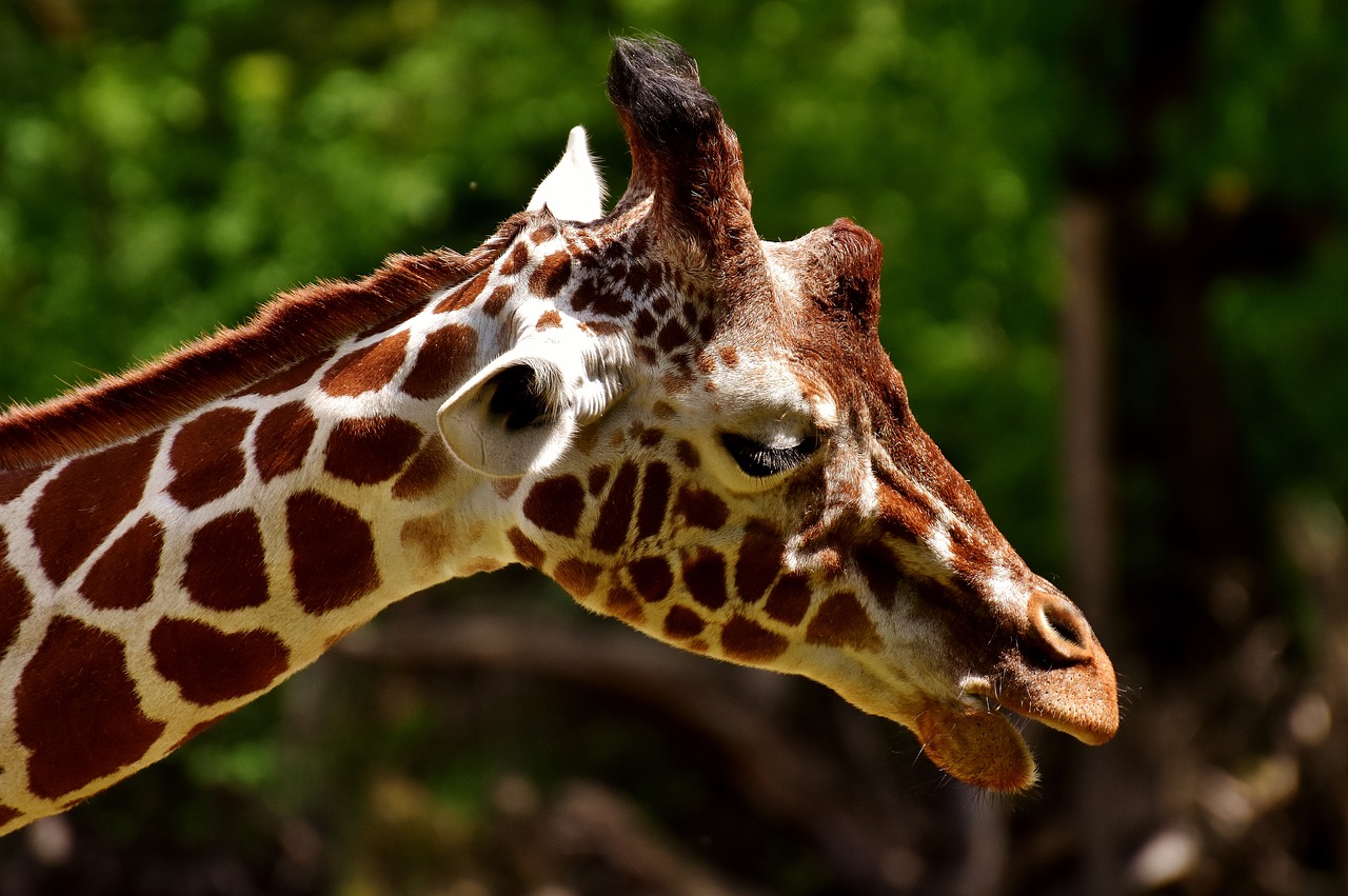 Image - giraffe zoo animal animal portrait