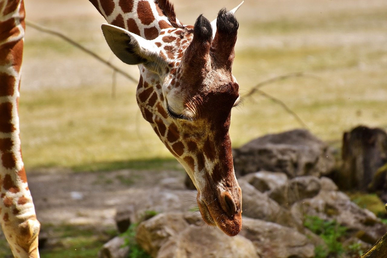 Image - giraffe zoo animal animal portrait