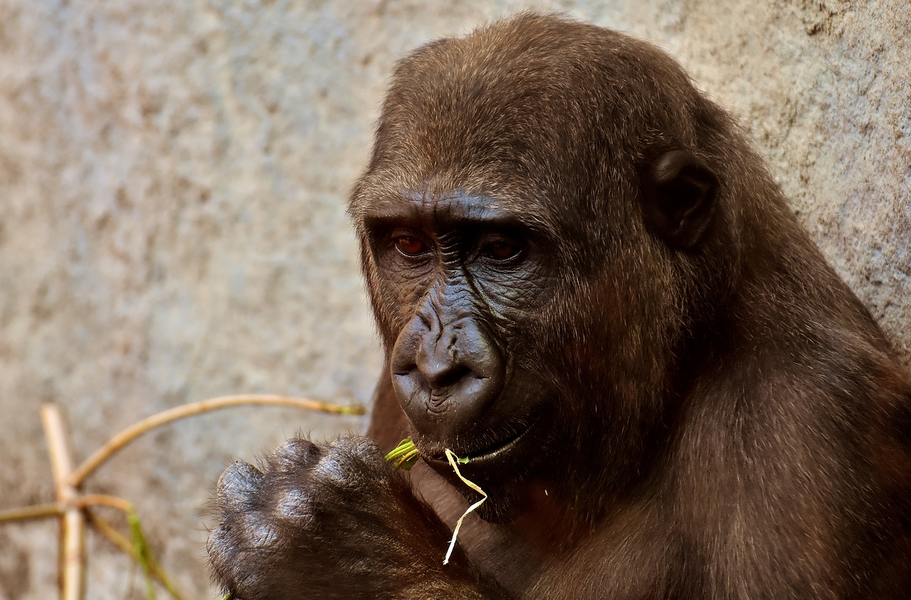 Image - gorilla view dangerous zoo