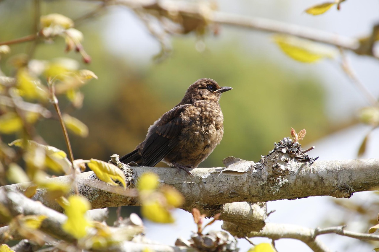 Image - bird brown tree green nature