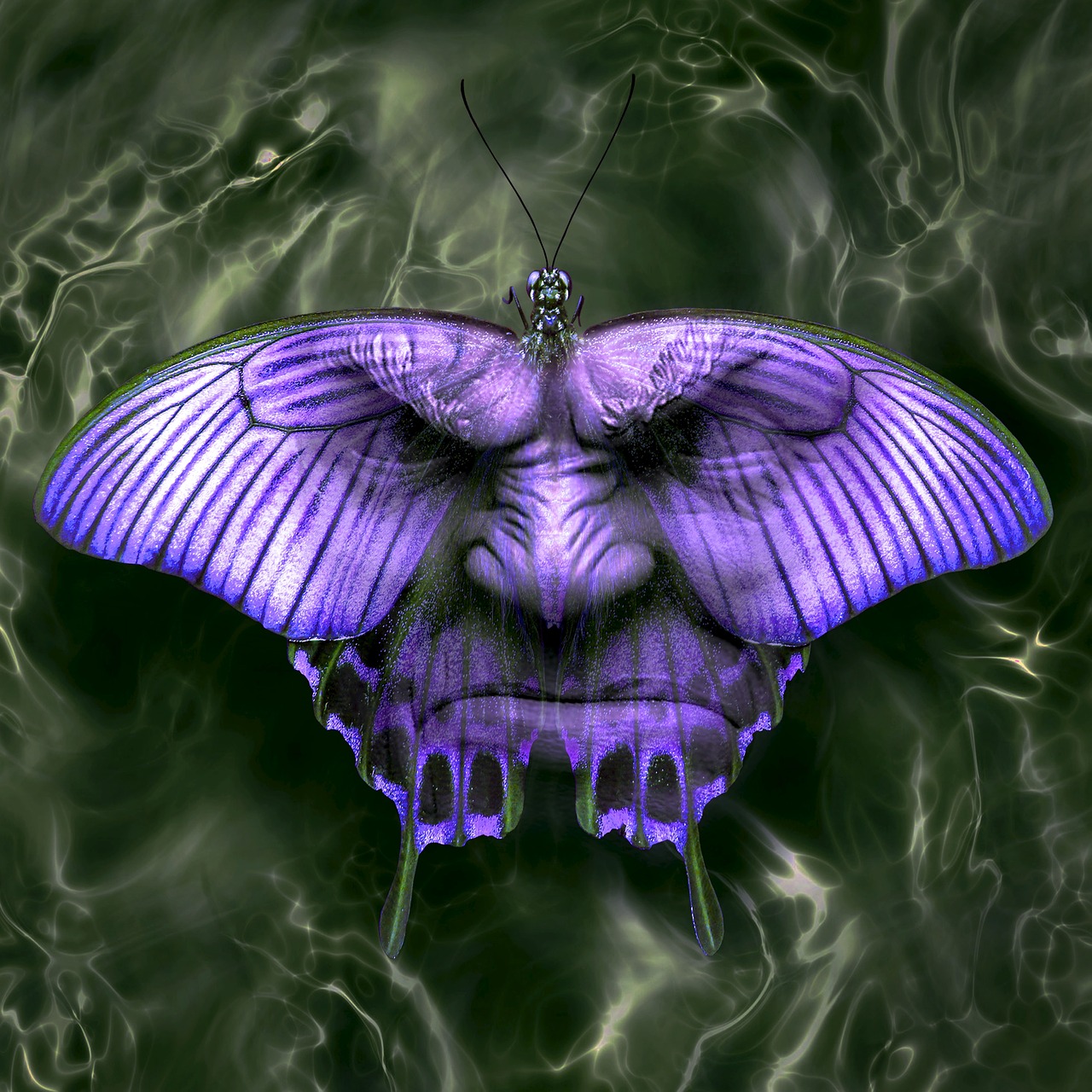 Image - cd cover fantasy butterfly face